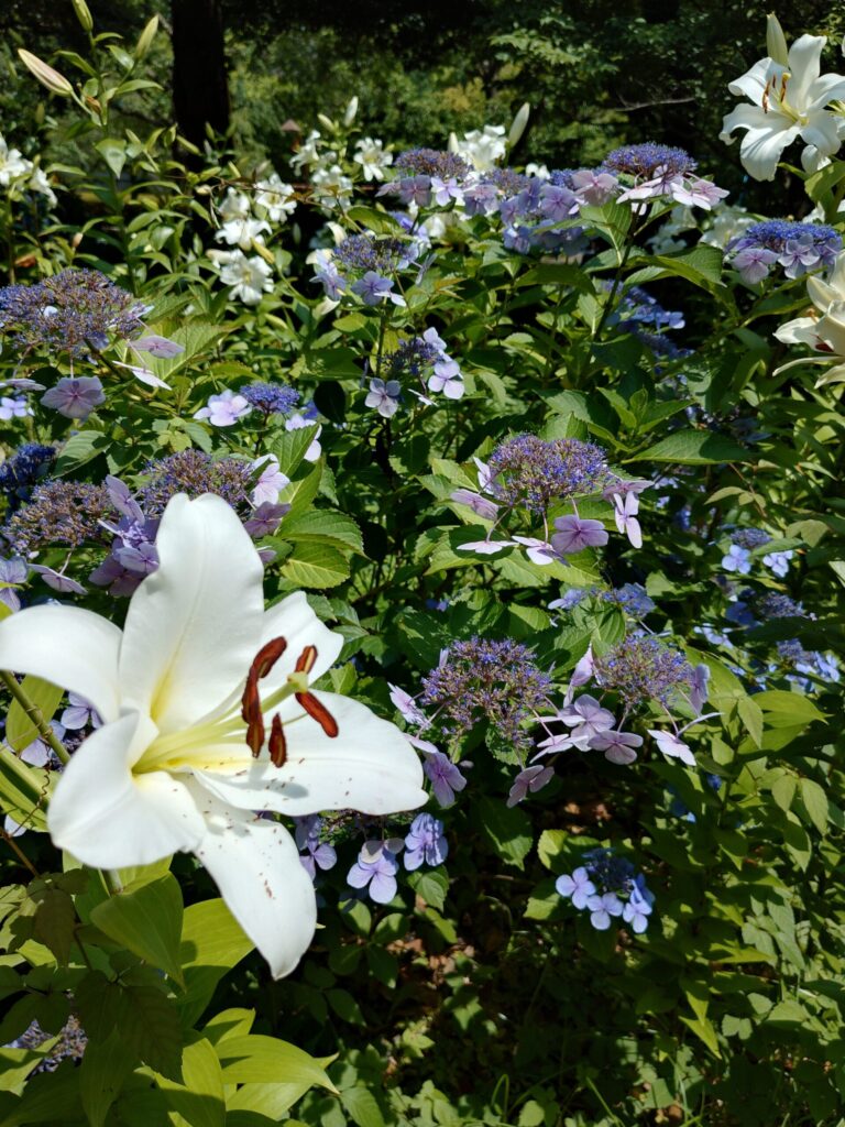 日比谷公園の百合と紫陽花