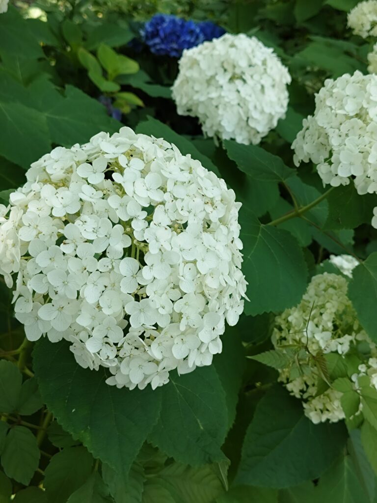 日比谷公園のアナベル(西洋あじさい)