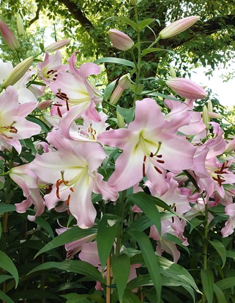 日比谷公園のピンクの百合