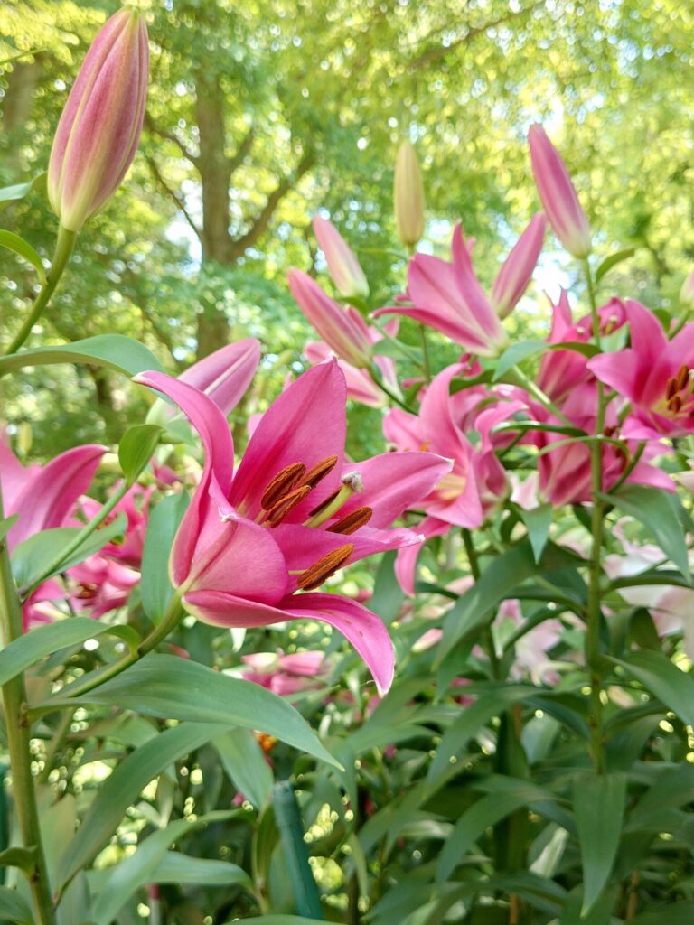日比谷公園の百合(濃いピンク)