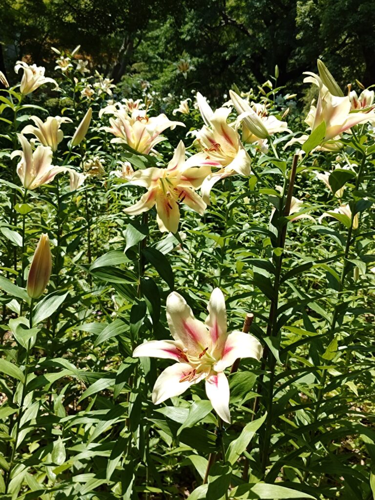 日比谷公園の百合(薄い黄色)