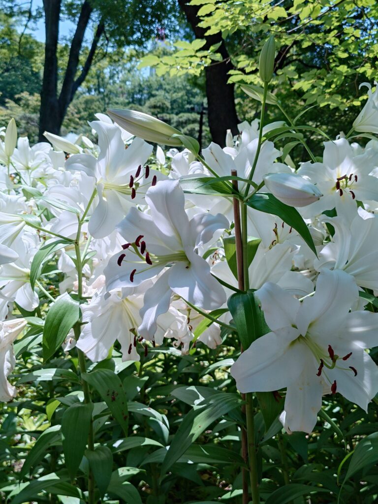日比谷公園のカサブランカ