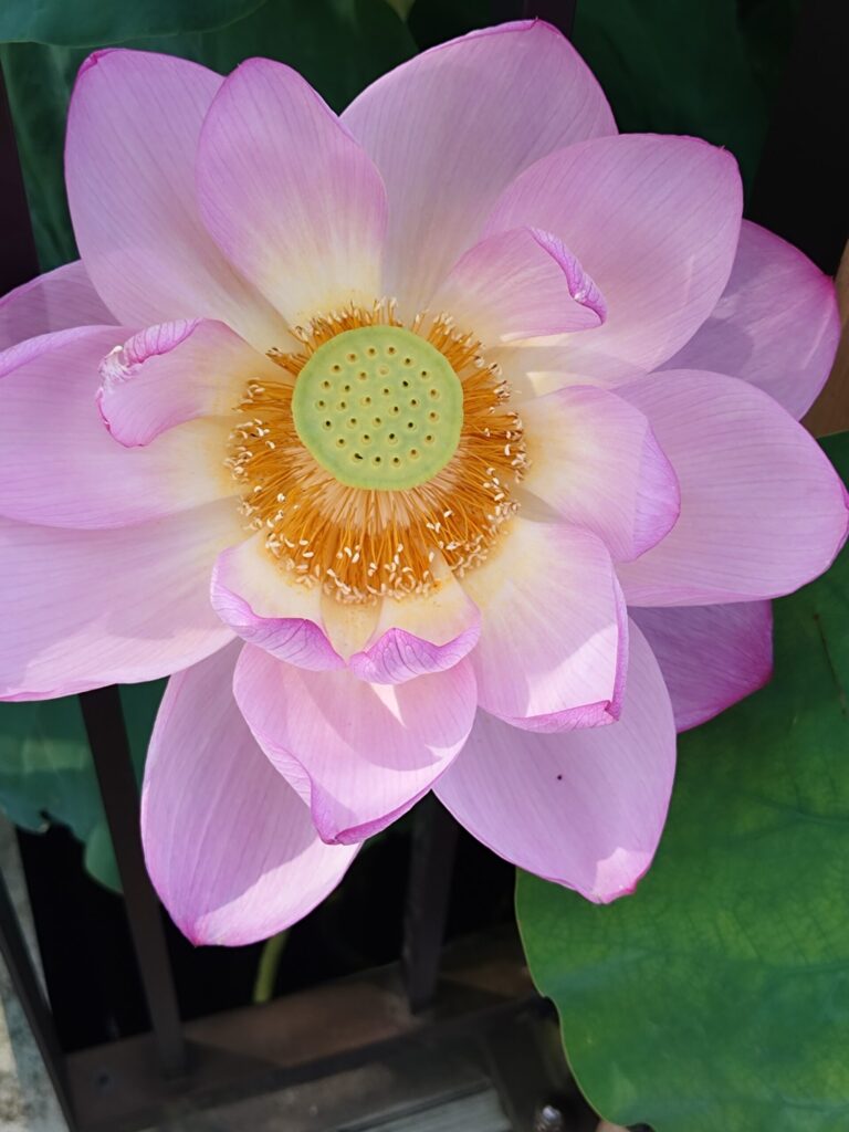 上野の不忍池の蓮の花
