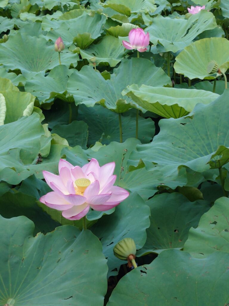 不忍池の蓮の花