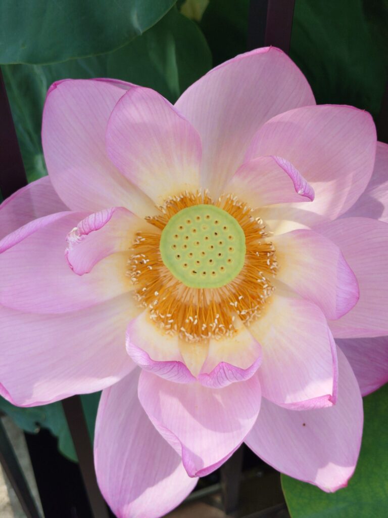 上野の不忍池の蓮の花