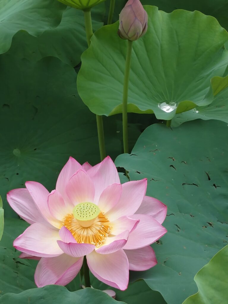 不忍池の蓮の花