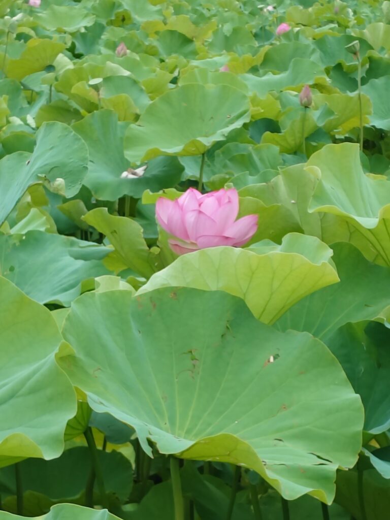 不忍池の蓮の花(2026年8月)