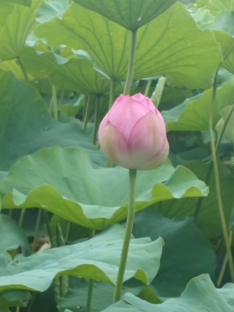 不忍池の蓮のつぼみ