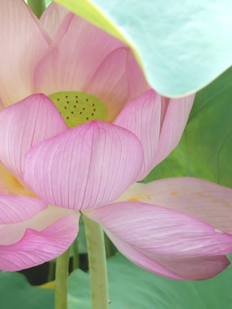 不忍池の蓮の花