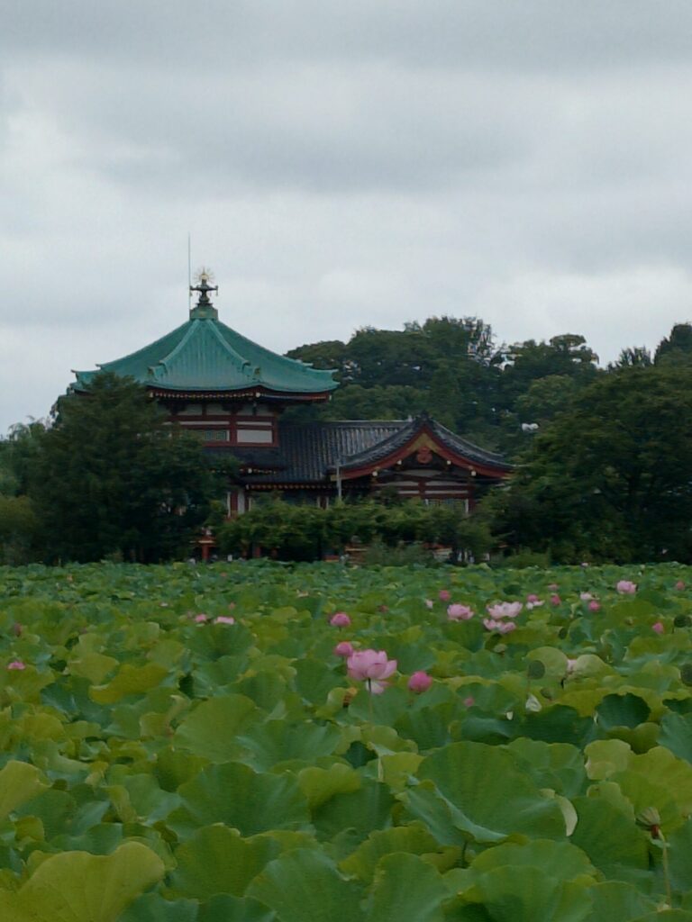 上野恩賜公園の不忍池(2026年8月の蓮の花)